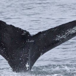 Fluke of HW-MN0410519