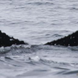 Fluke of HW-MN0410470