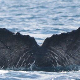Fluke of CRC-15483