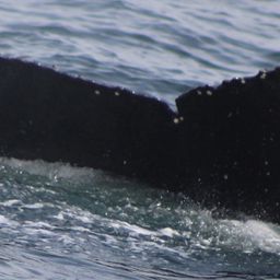 Fluke of HW-MN0503691