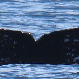 Fluke of HW-MN0503692