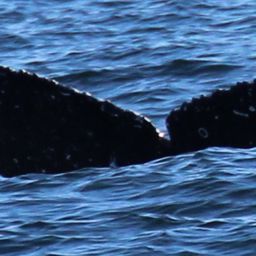 Fluke of HW-MN0503693
