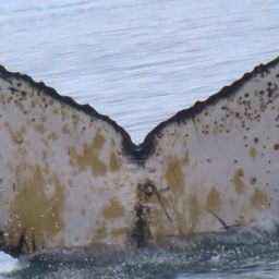 Fluke of HW-MN1307135