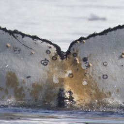Fluke of HW-MN1307136
