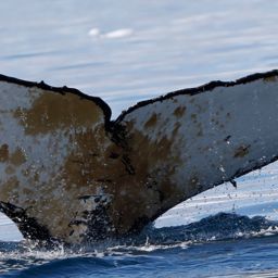 Fluke of HW-MN1307137