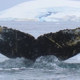 Fluke of HW-MN1307144