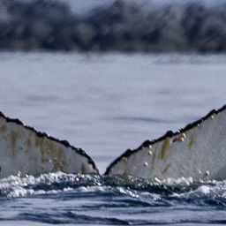 Fluke of Kingbird