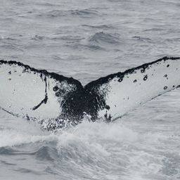 Fluke of HW-MN1307172