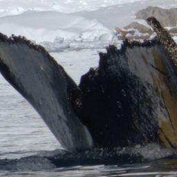 Fluke of HW-MN1307176