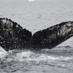 Fluke of HW-MN1307183