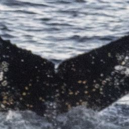 Fluke of HW-MN1307187
