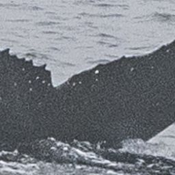 Fluke of HW-MN1307190