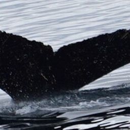 Fluke of HW-MN1307193
