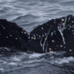 Fluke of HW-MN1307194