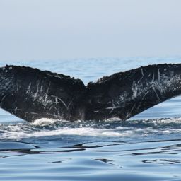 Fluke of CRC-12228