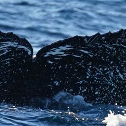 Fluke of HW-MN0524367