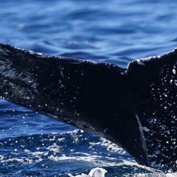 Fluke of HW-MN0524382