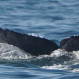 Fluke of HW-MN0524385