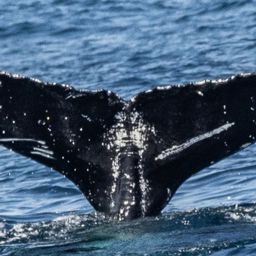 Fluke of HW-MN0524406