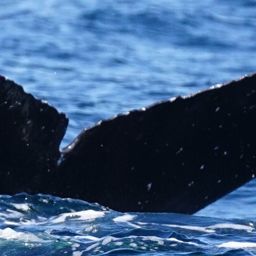 Fluke of HW-MN0524411