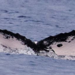 Fluke of HW-MN0445007