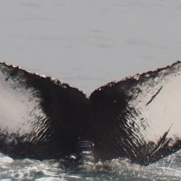Fluke of 2024 calf of Black Pearl