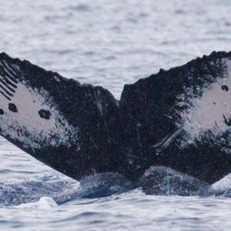 Fluke of HW-MN0445012