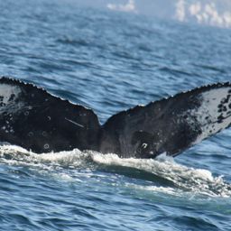 Fluke of CRC-12211