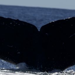 Fluke of HW-MN0445016