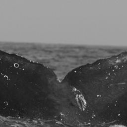 Fluke of CRC-11848