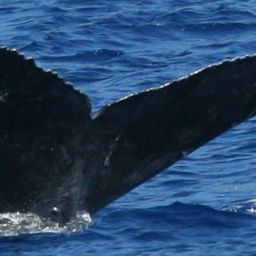 Fluke of HW-MN0445024