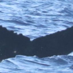 Fluke of HW-MN0445029