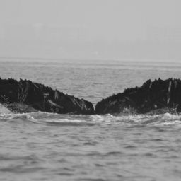 Fluke of CRC-12361
