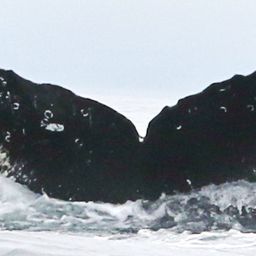 Fluke of CRC-11811