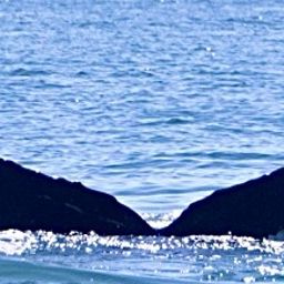 Fluke of HW-MN0503695