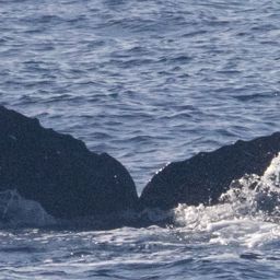 Fluke of HIHWNMS-2025-1-23_G01A05