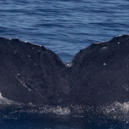Fluke of Blue