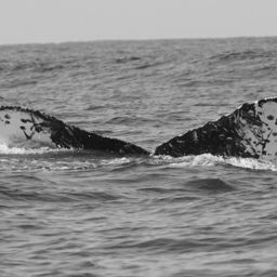 Fluke of CRC-10119