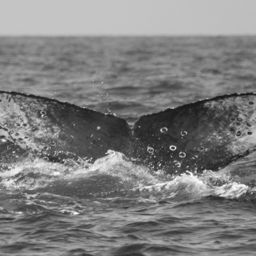 Fluke of CRC-11816