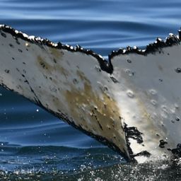 Fluke of HW-MN0804976