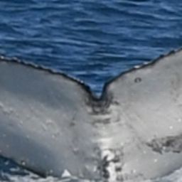 Fluke of HW-MN0804977