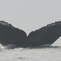 Fluke of CRC-11742