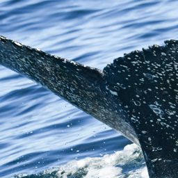 Fluke of HW-MN0804979