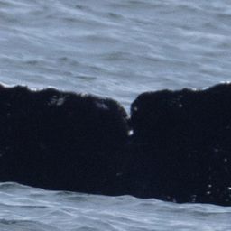 Fluke of CRC-10701