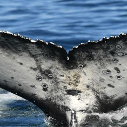 Fluke of HW-MN0804980