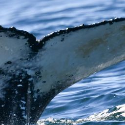 Fluke of HW-MN0804981