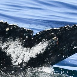 Fluke of HW-MN0804982