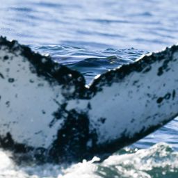 Fluke of HW-MN0804984