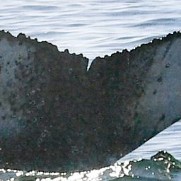 Fluke of HW-MN0804985