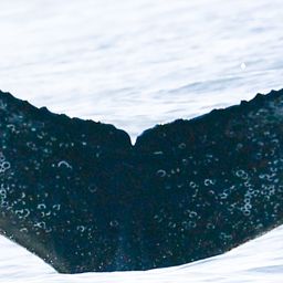 Fluke of HW-MN0804986